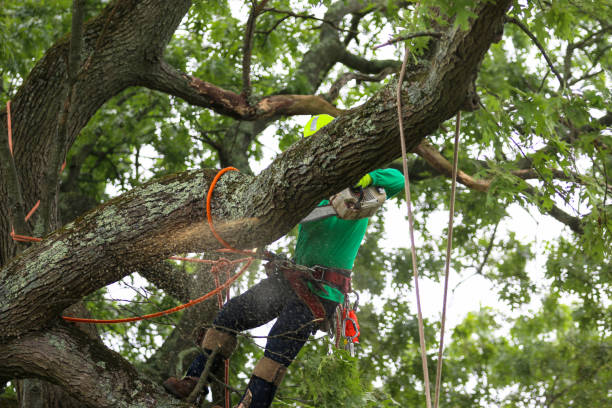 Pinebluff, NC Tree Removal Services Company