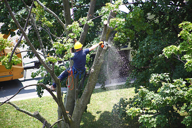 Lawn Drainage Solutions in Pinebluff, NC